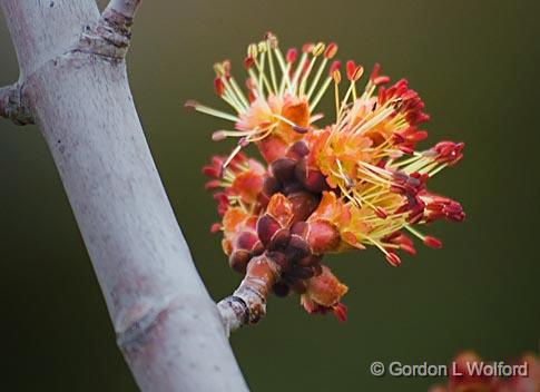 Tree Bud_47906.jpg - Photographed near Ottawa, Ontario - the Capital of Canada.